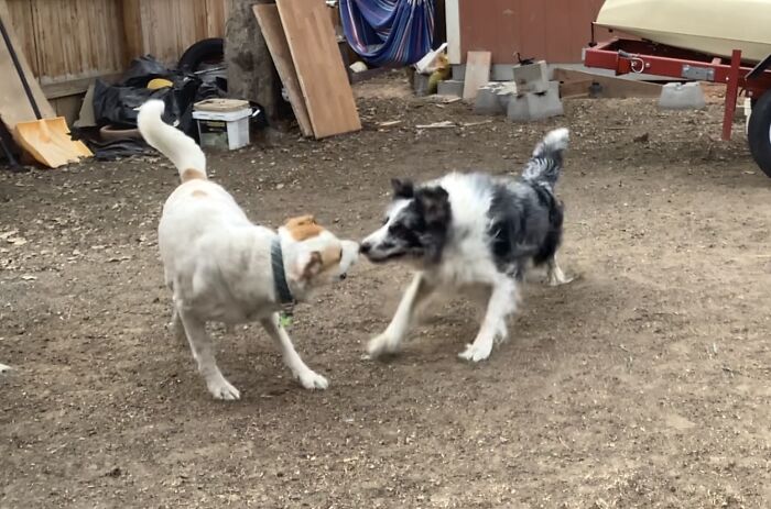 My Dog, Bunny, And Sirius Play Fighting. Sirius Is The Black One