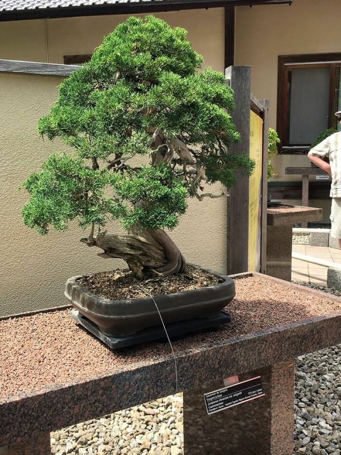 This 275 Year Old Bonsai Tree At The Montreal Botanical Gardens In Canada