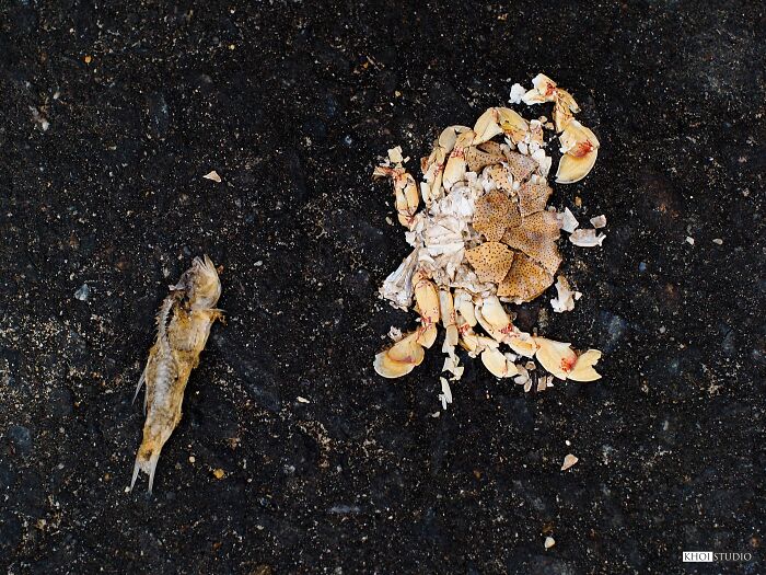 This Is A Picture Taken By Chance, When I Was By The Riverside. The Photo Made Me Think About Life, Increasingly Competitive And Harsh