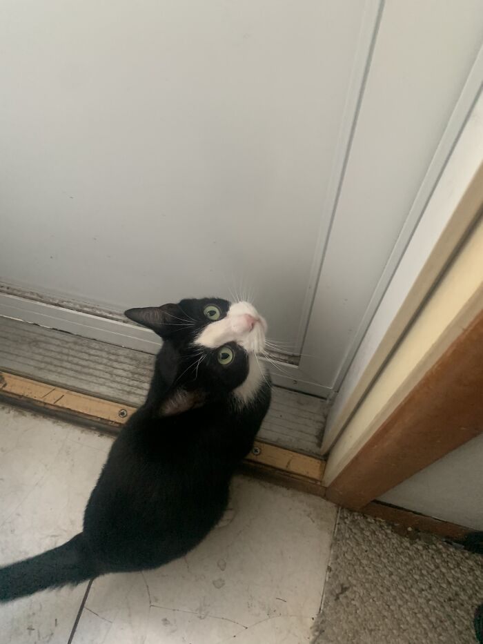 Maximum Loaded Potato My Wonderful Mouser Cat!! Found During Covid April 2020!!! He Was Abandoned!!