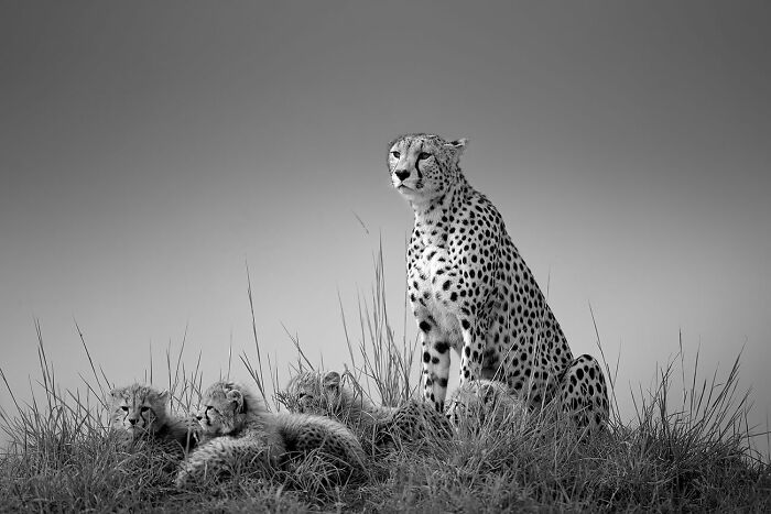 Cheetah With Cubs By Johan Willems