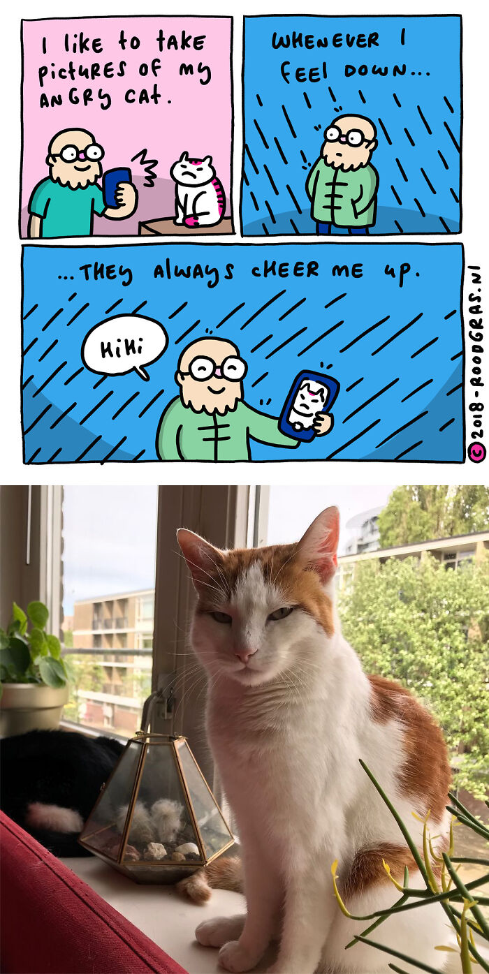 Artist Draws Cute Cat Comics And It Will Make Your Day (70 Pics)