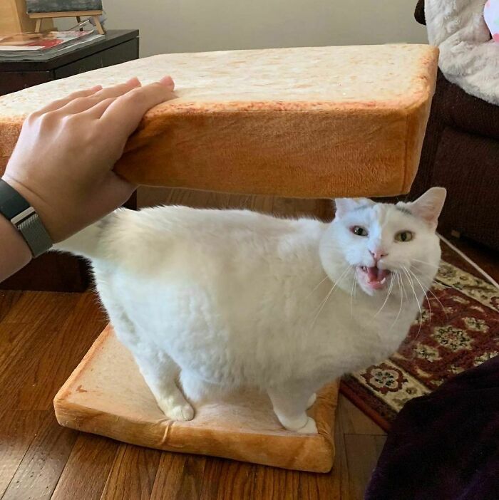 Finding-Baguettes-In-Unusual-Places