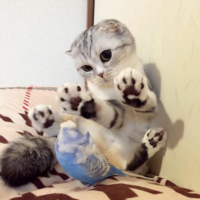 Meet Hana, A Japanese Kitty With Incredibly Big Eyes