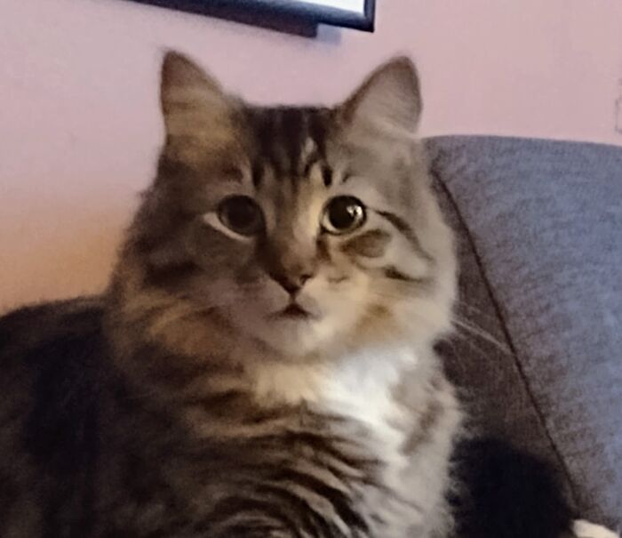 Caught This Dude Sneaking In The Kitchen And Eating My Other 2 Cats' Food. He Started Meow/Crying And As Soon As I Pet Him He Didn't Leave My Side For 2 Days. That Was 2 Years Ago. This Picture Was Taken 1 Year Ago