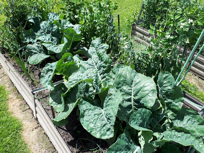 Veg Patch Hawkes Bay, Nz