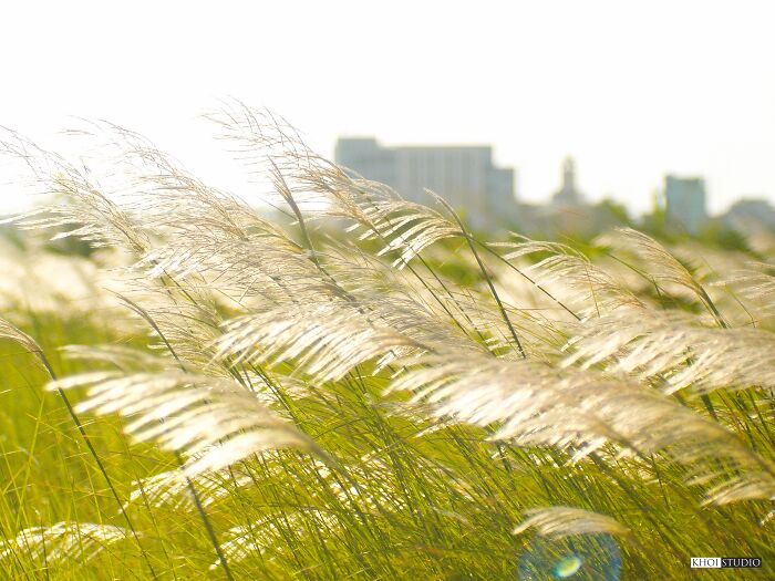 Reed Flowers Grow On The Banks Of The Han River In Da Nang, From About October To November