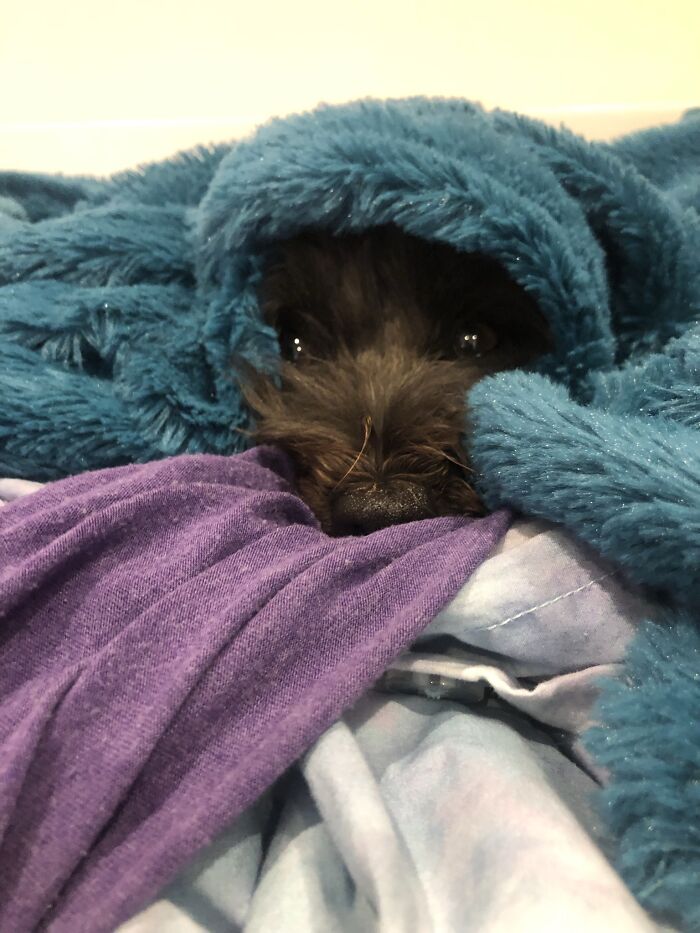 Luna Hiding Under A Blanket That Isn’t Hers
