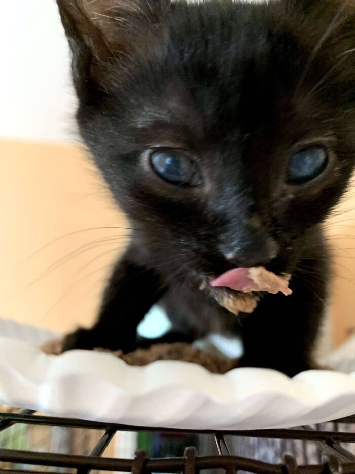 Rescue Kitten Went Crazy For Her Very First Puppuccino Ever (7 Pics)