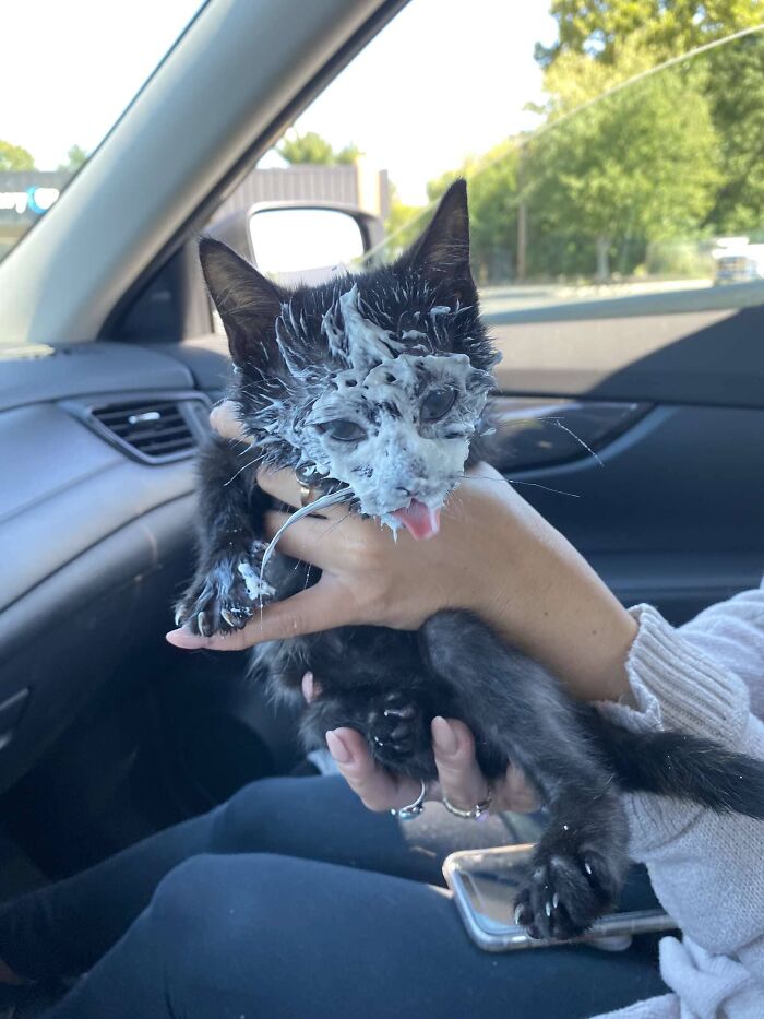 Rescue Kitten Went Crazy For Her Very First Puppuccino Ever (7 Pics) Rescue Kitten Went Crazy For Her Very First Puppuccino Ever (7 Pics)