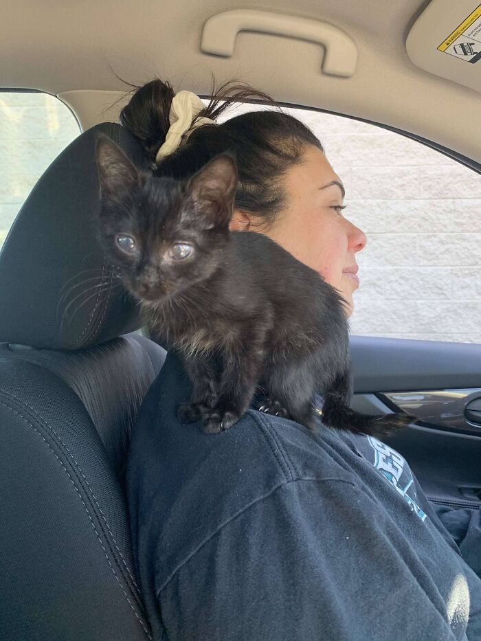 Rescue Kitten Went Crazy For Her Very First Puppuccino Ever (7 Pics)