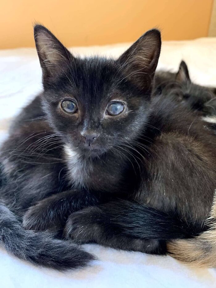Rescue Kitten Went Crazy For Her Very First Puppuccino Ever (7 Pics) Rescue Kitten Went Crazy For Her Very First Puppuccino Ever (7 Pics)