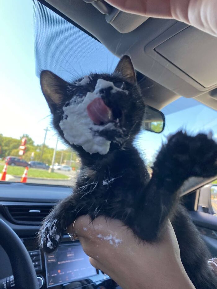 Rescue Kitten Went Crazy For Her Very First Puppuccino Ever (7 Pics)