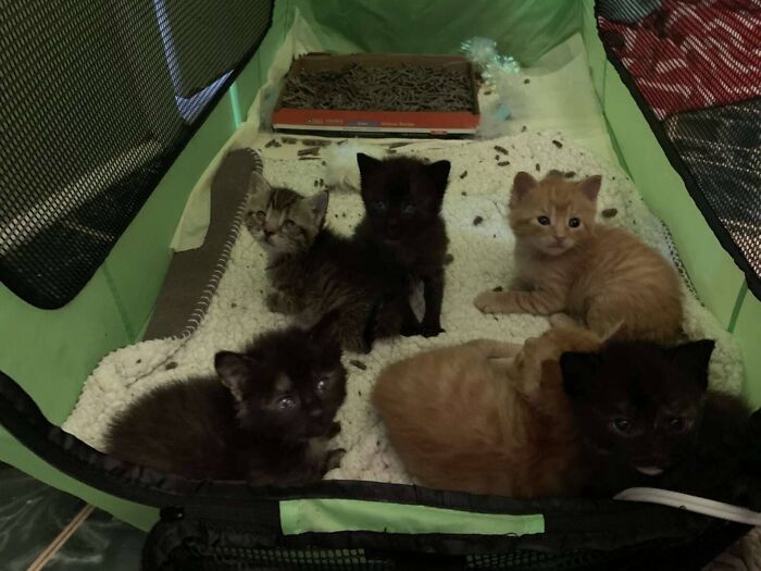 Rescue Kitten Went Crazy For Her Very First Puppuccino Ever (7 Pics)