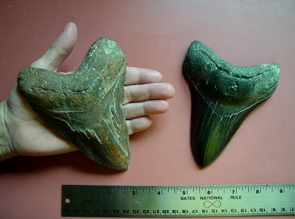 Carcaridon-Megaladon-teeth-64b0d70dbea1b.jpg