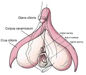 Clitoris-3-64aecf2a39473.jpg