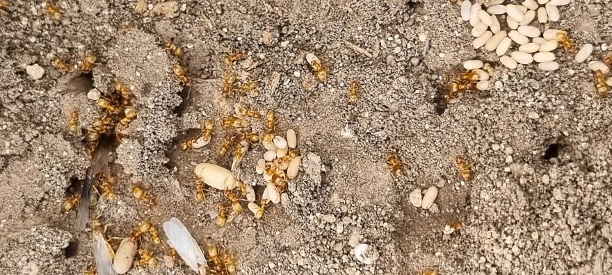 Close Up Animals In The Wild