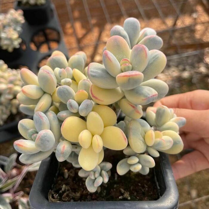 Cotyledon Orbiculata Variegated Cluster, Large Size