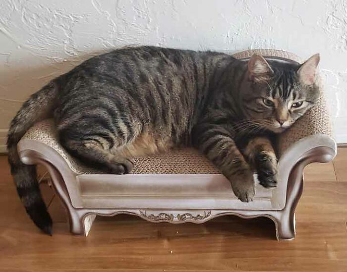 My Cat Got A Couch Before I Did