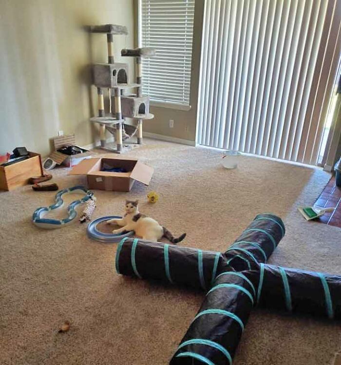 Have You Ever Seen A More Spoiled Cat? We Just Moved Into Our New Place And He Has More Toys Than We Have Furniture