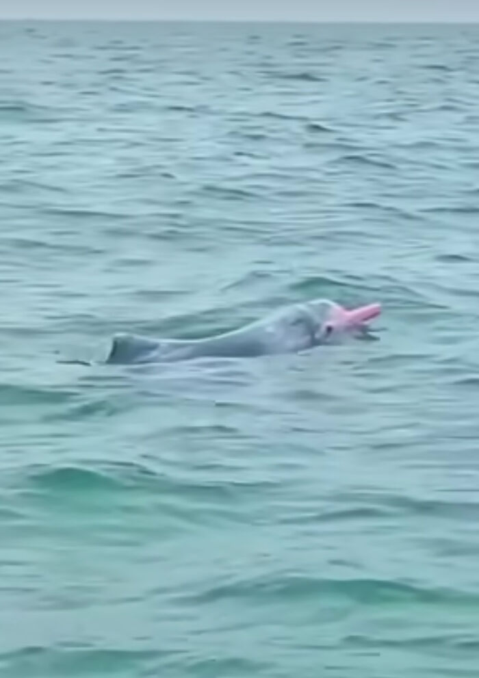 Rare Pink Dolphin Spotted At The Coast Of Louisiana