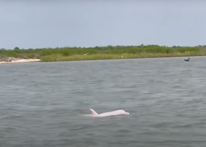 Rare Pink Dolphin Spotted At The Coast Of Louisiana