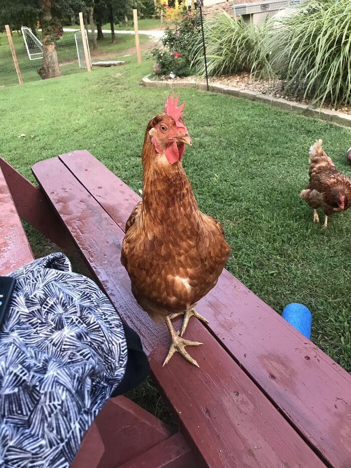 Carrie Peckerwood Joining Me For Breakfast