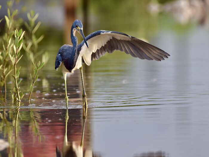 A Tricolored Heron Extending A Wing In San Pedro, Belize
