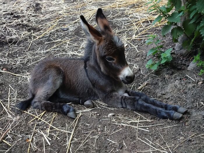 I'm Not In Or From The U.s, But I'm Using Any Excuse I Can To Share My New Baby (Now 2 Wks Old), So Here Is A Pic I Took Yesterday