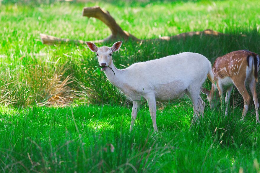 Deer At Dunham Massey, July 2023