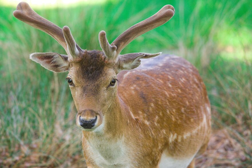 Deer At Dunham Massey, July 2023
