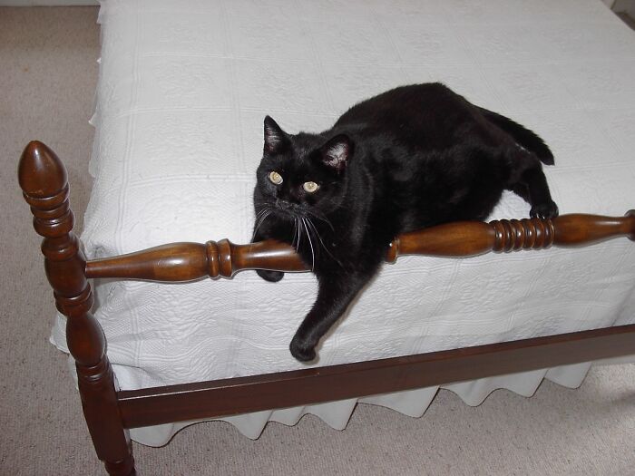 Fletcher Spends Hours And Hours With One Arm Flung Over Whatever Is Handy