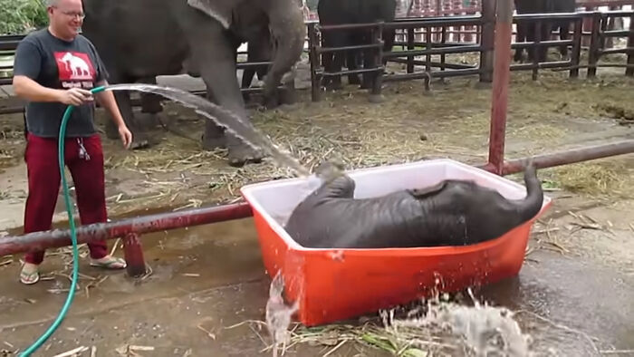 Baby Elephant Has A Great Time Struggling In Bathtub
