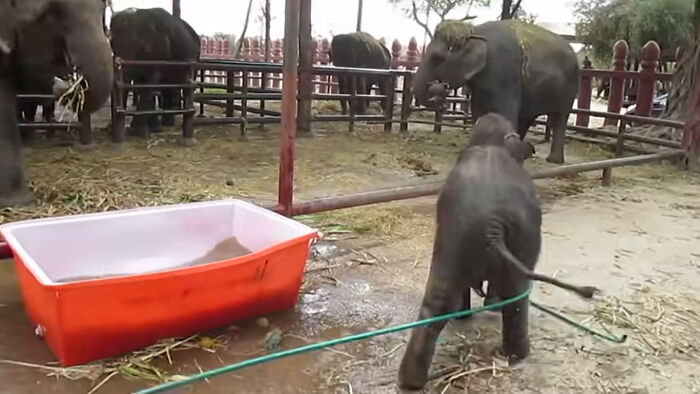 Baby Elephant Has A Great Time Struggling In Bathtub