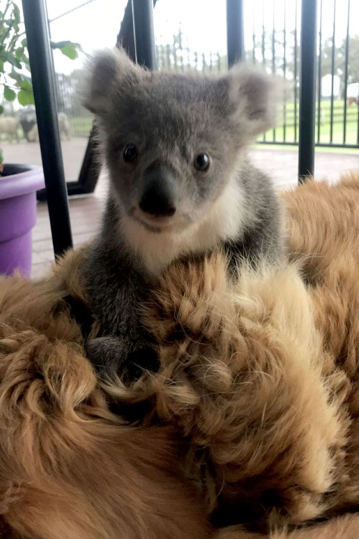 Golden Retriever Saved Abandoned Baby Koala And Brought Him Home With Her (4 Pics)