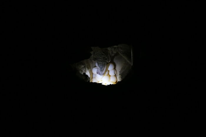 Green Turtles: The Little "Wanderers" In The Middle Of The Ocean Green Turtles: The Little "Wanderers" In The Middle Of The Ocean