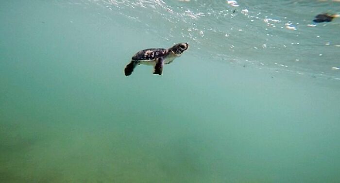 Green Turtles: The Little "Wanderers" In The Middle Of The Ocean