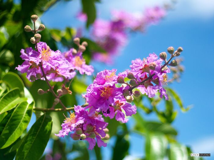 Lagerstroemia Speciosa (Pride Of India) Flowers, Taken At Noon