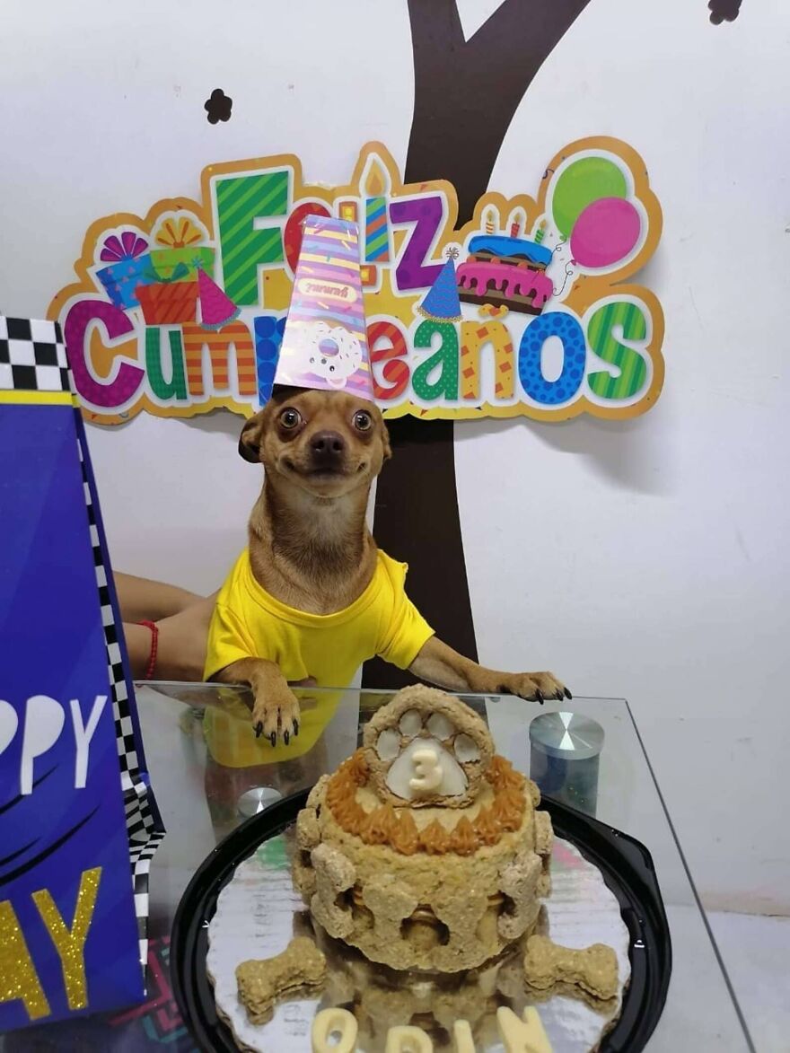 Meet Odin, An Adorable Dog Couldn’t Be Any Happier With His Own Surprise Party Meet Odin, An Adorable Dog Couldn’t Be Any Happier With His Own Surprise Party