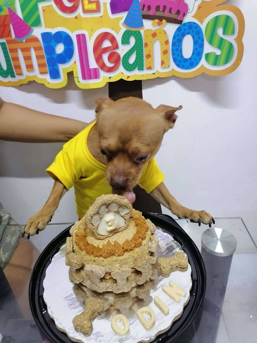 Meet Odin, An Adorable Dog Couldn’t Be Any Happier With His Own Surprise Party Meet Odin, An Adorable Dog Couldn’t Be Any Happier With His Own Surprise Party