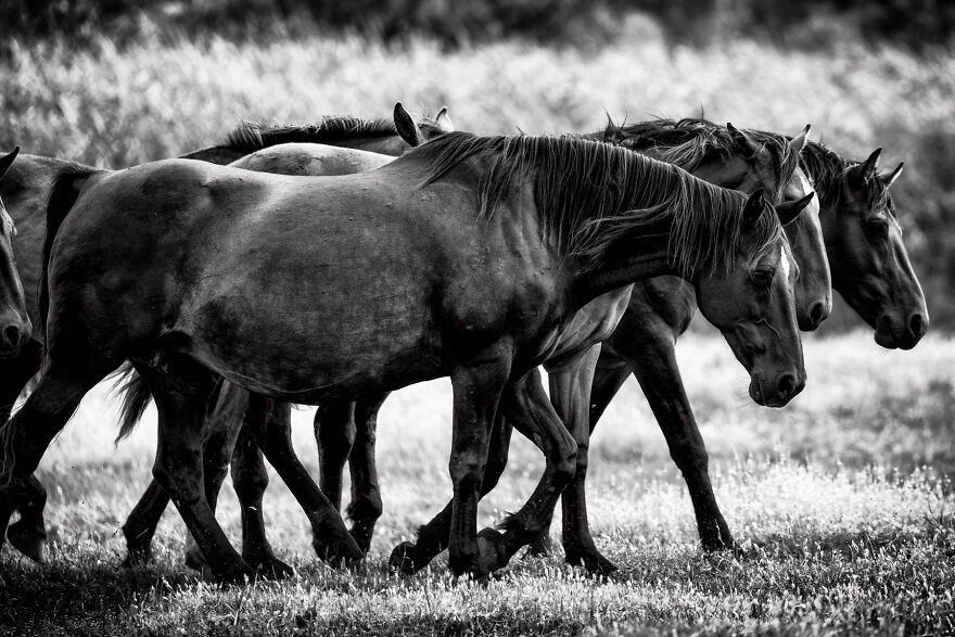 A Herd Of Wild Horses On The Move