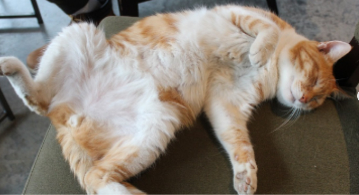 Hey Pandas! Post The Most Intimidating Photo Of Your Pet!