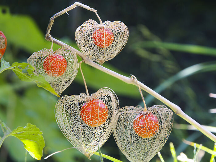Chinese Lantern Plant
