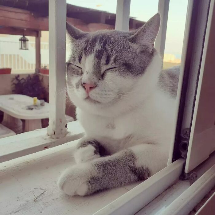 This Is Pierre. Came Meowing At 10:30 Pm Near Our Home