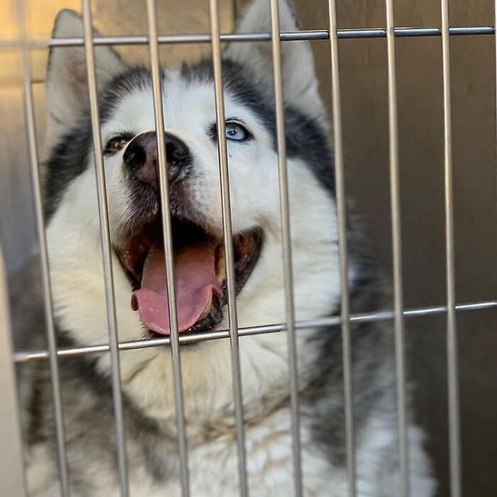 Depressed Obese Husky Finds Herself Again Through An Awesome Journey