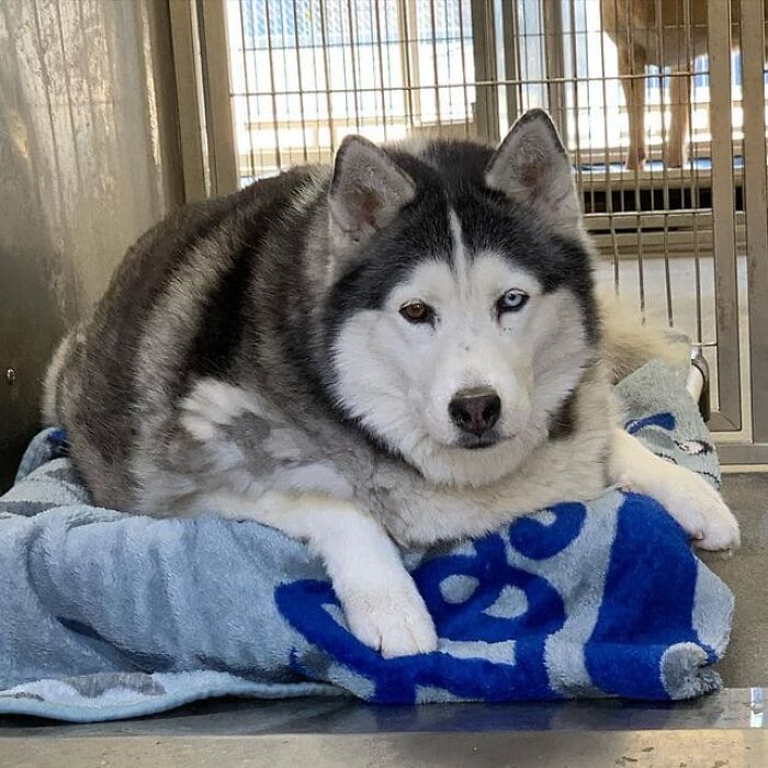Depressed Obese Husky Finds Herself Again Through An Awesome Journey