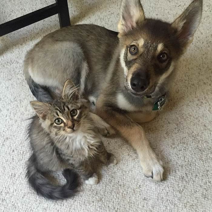 This Husky Picked Out Her Own Kitten To Take Home From Shelter (9 Pics)