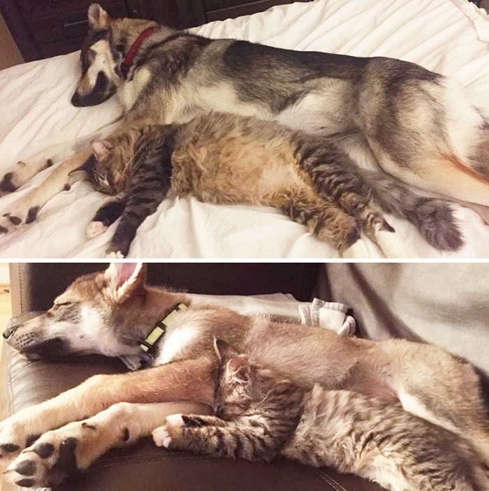 This Husky Picked Out Her Own Kitten To Take Home From Shelter (9 Pics) This Husky Picked Out Her Own Kitten To Take Home From Shelter (9 Pics)