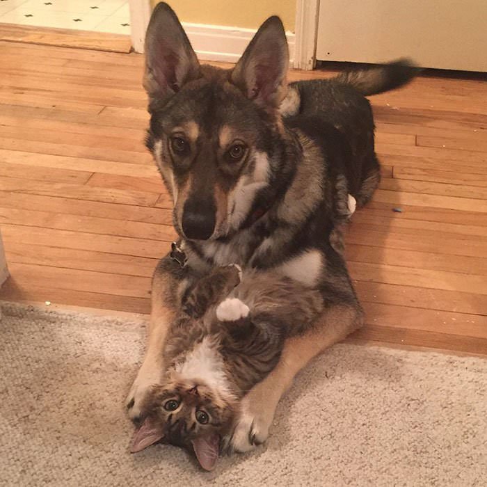 This Husky Picked Out Her Own Kitten To Take Home From Shelter (9 Pics) This Husky Picked Out Her Own Kitten To Take Home From Shelter (9 Pics)