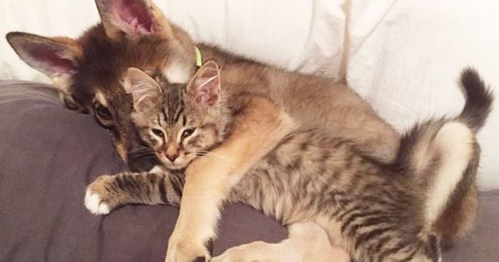 This Husky Picked Out Her Own Kitten To Take Home From Shelter (9 Pics) This Husky Picked Out Her Own Kitten To Take Home From Shelter (9 Pics)